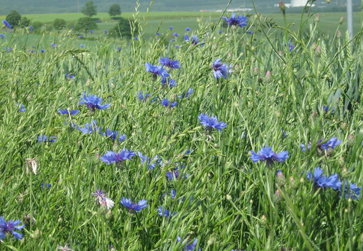 Kornblume