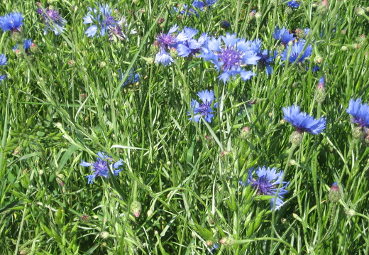 Kornblume