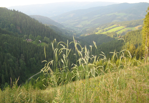Mäuse-Gerste