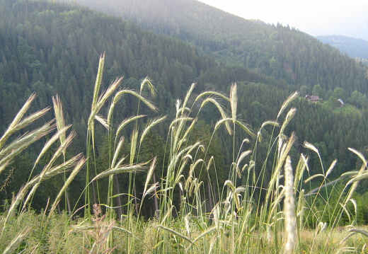 Mäuse-Gerste
