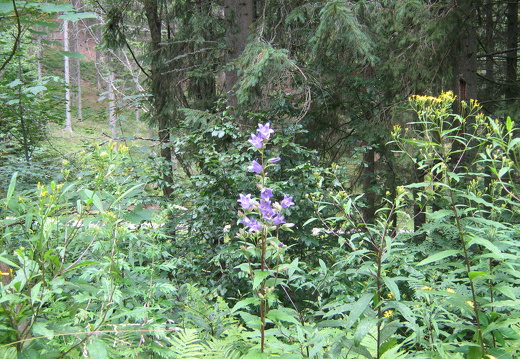 Breitblättrige Glockenblume