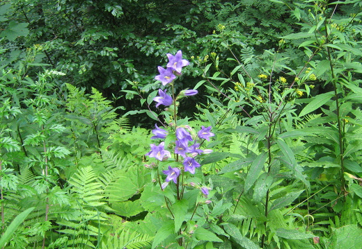 Breitblättrige Glockenblume