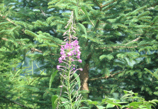 Schmalblättriges Weidenröschen