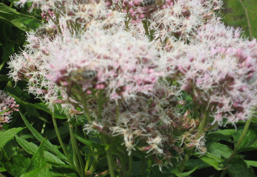 Gewöhnlicher Wasserdost