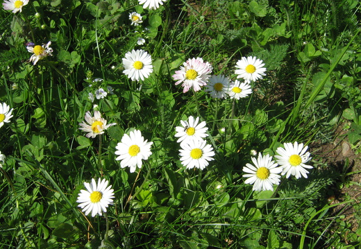 Gänseblümchen
