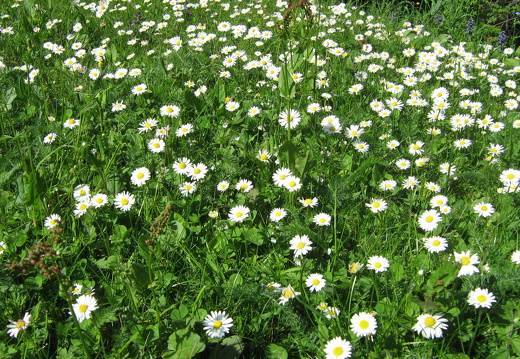 Gänseblümchen