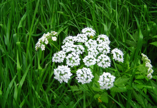 Behaarter Kälberkropf