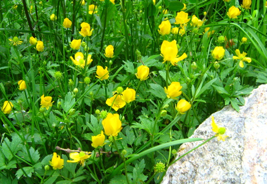 Kriechender Hahnenfuss