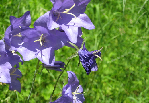 Pfirsischblättrige Glockenblume