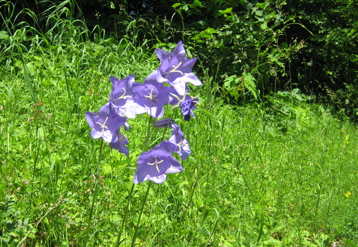 Pfirsischblättrige Glockenblume