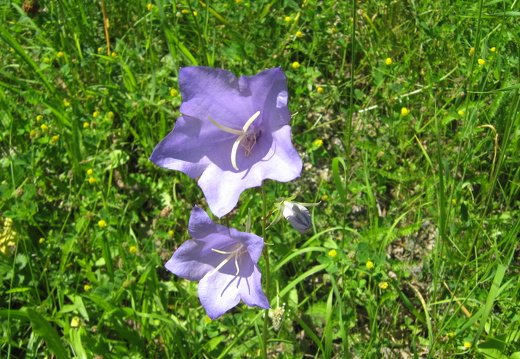 Pfirsischblättrige Glockenblume