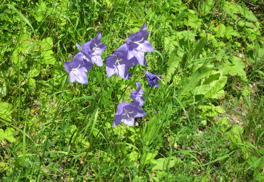 Pfirsischblättrige Glockenblume